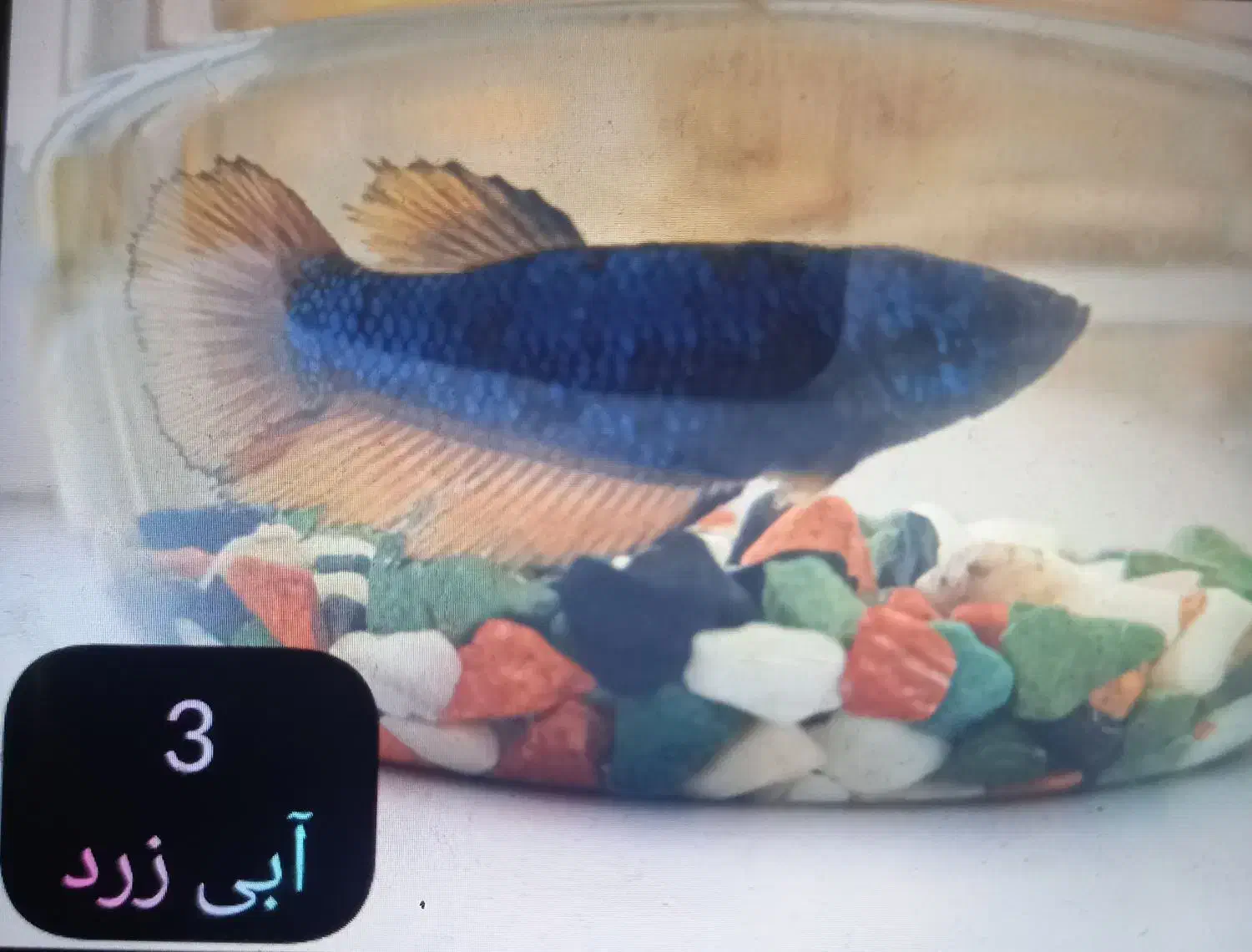 ماهی فایتر ماده|ماهی|تهران, ائمه اطهار|دیوار