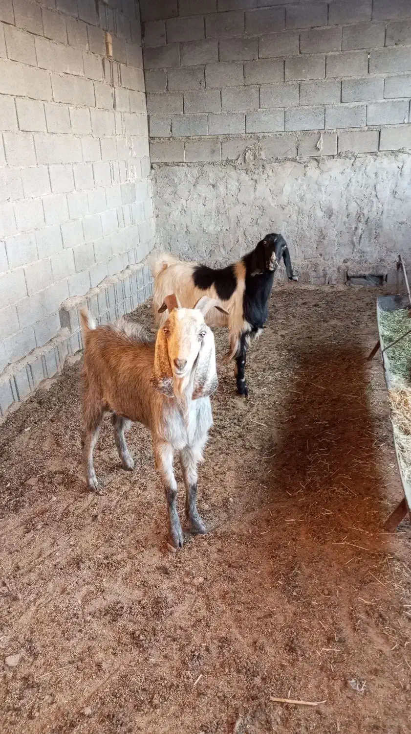 کهره چپش نر ، پازن، بز|حیوانات مزرعه|شیراز, کوشک بیدک|دیوار