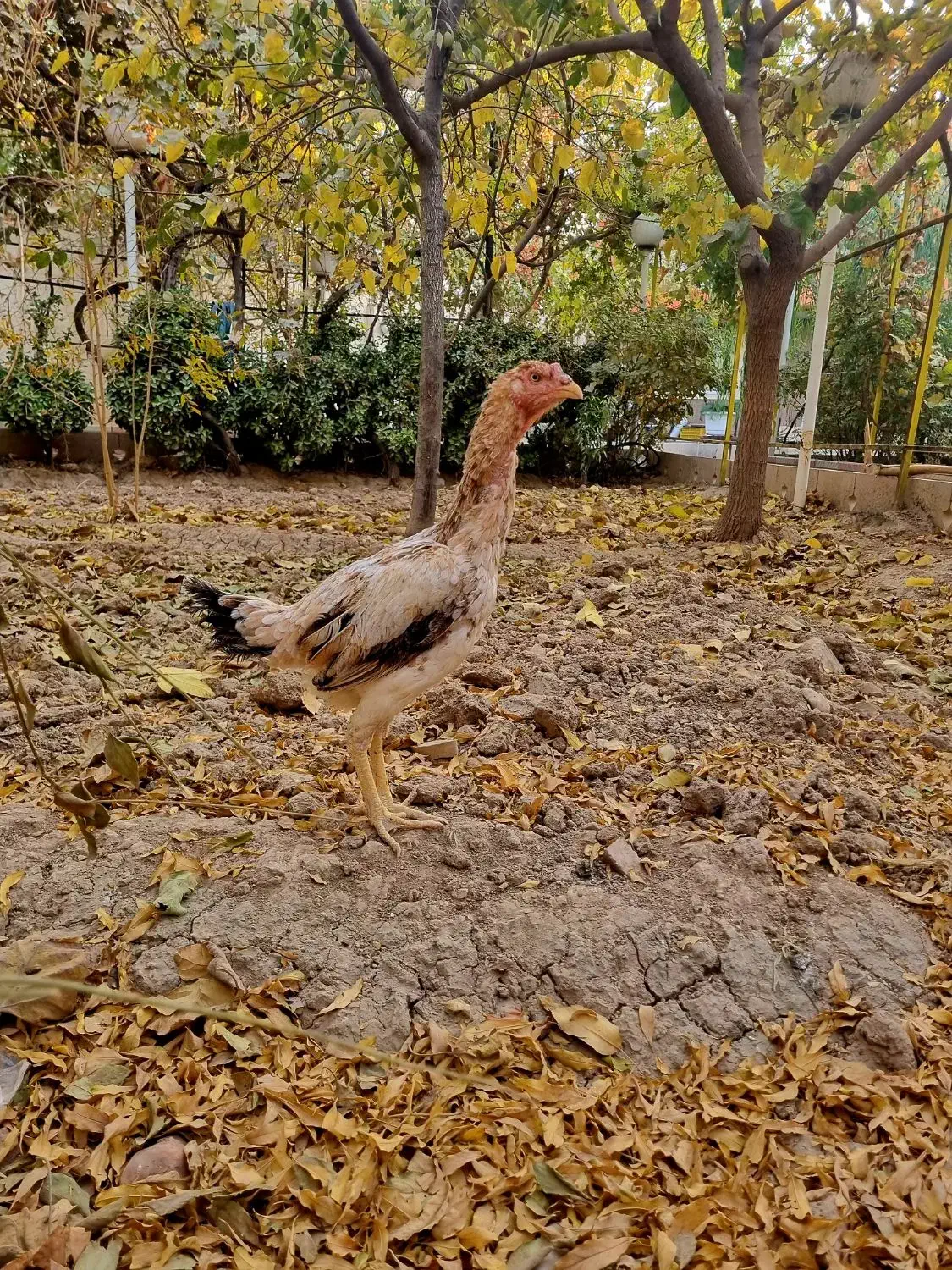 مرغ لاری اصیل|حیوانات مزرعه|پاکدشت, پاکدشت (مامازند)|دیوار