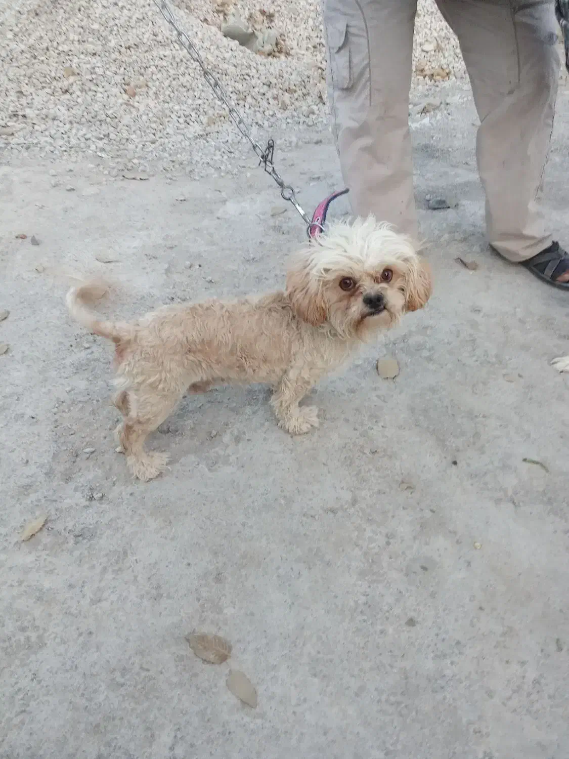 سگ پاکوتاه|سگ|یاسوج, |دیوار