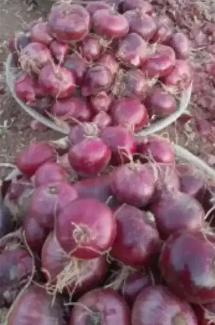 پیاز قرمز قره چمن|خوردنی و آشامیدنی|مشگین شهر, |دیوار