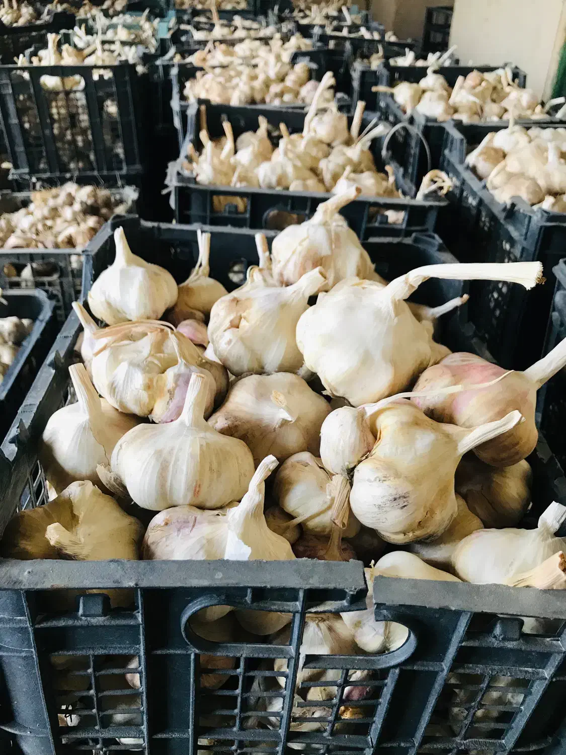 سیر بذر|خوردنی و آشامیدنی|قره چای, |دیوار