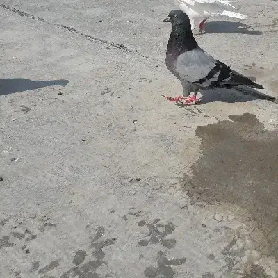 سه تا تک پر|پرنده|نگین شهر, |دیوار