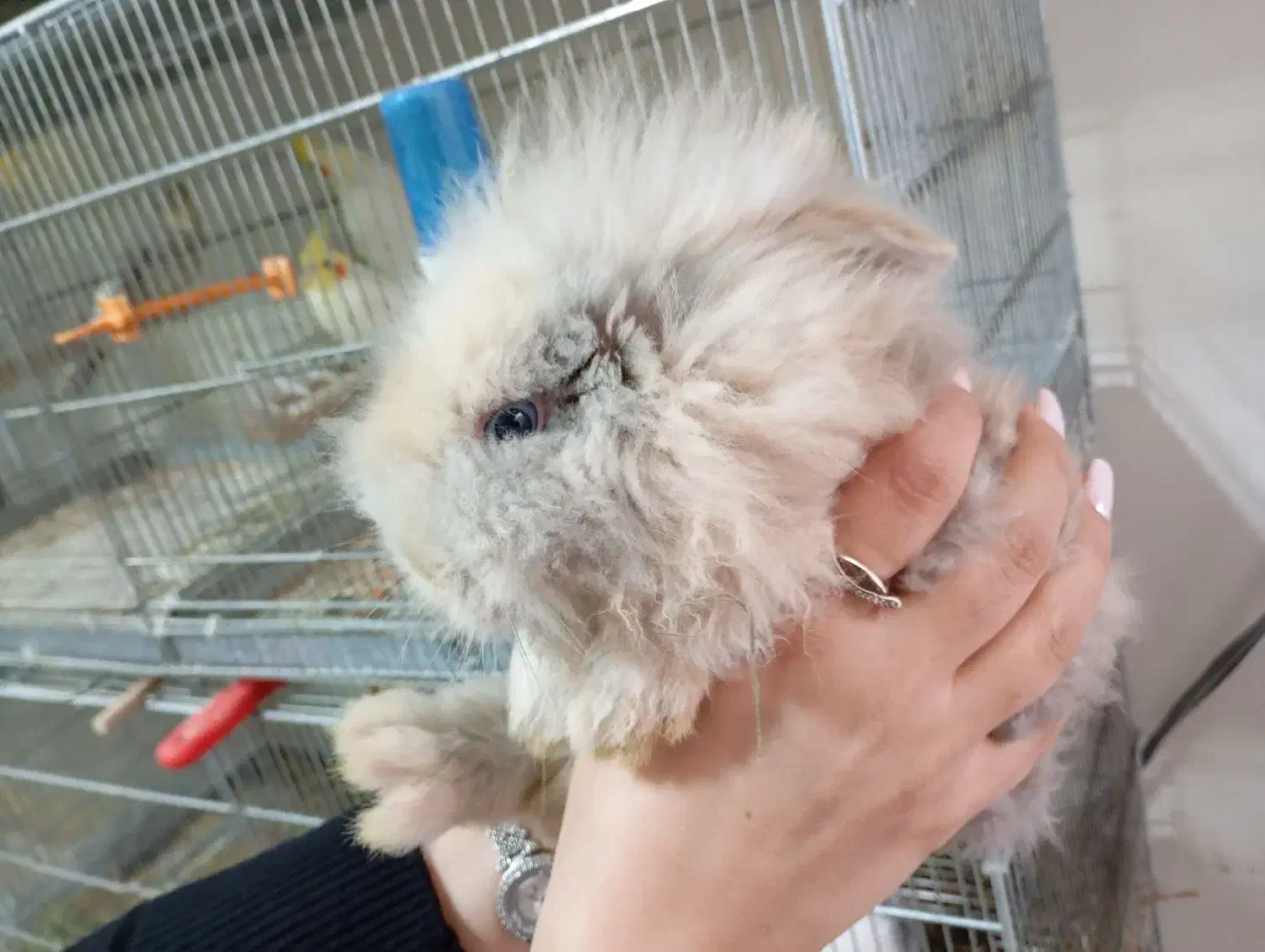 ۳ تا خرگوش (لوپ)|موش و خرگوش|نظرآباد, رسالت|دیوار