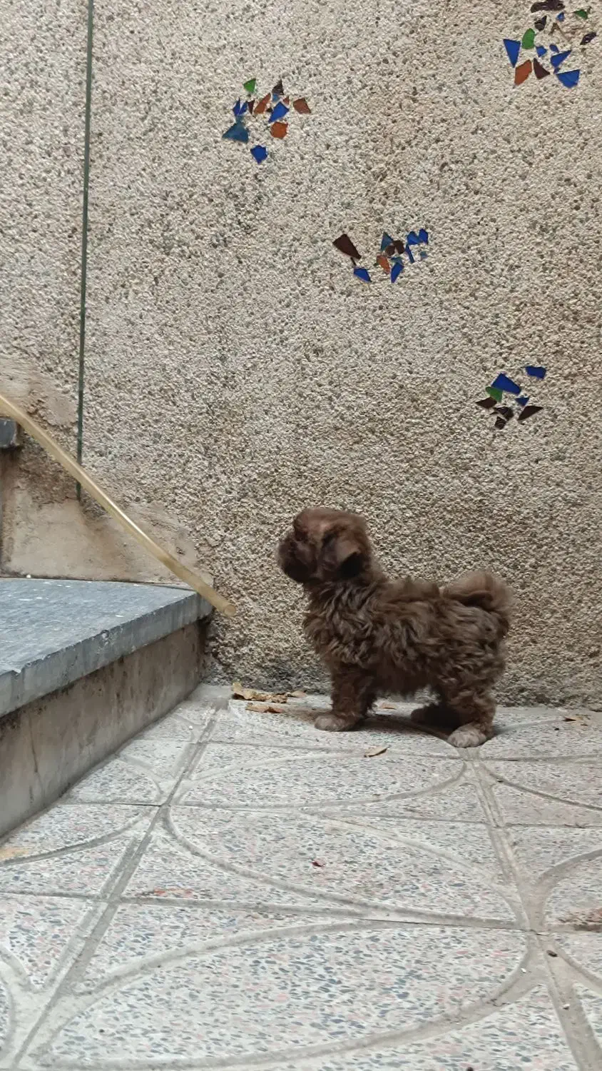 شیتزو چشم آبی بازیگوش پر انرژی خیلی باهوش|سگ|کرج, مصباح|دیوار