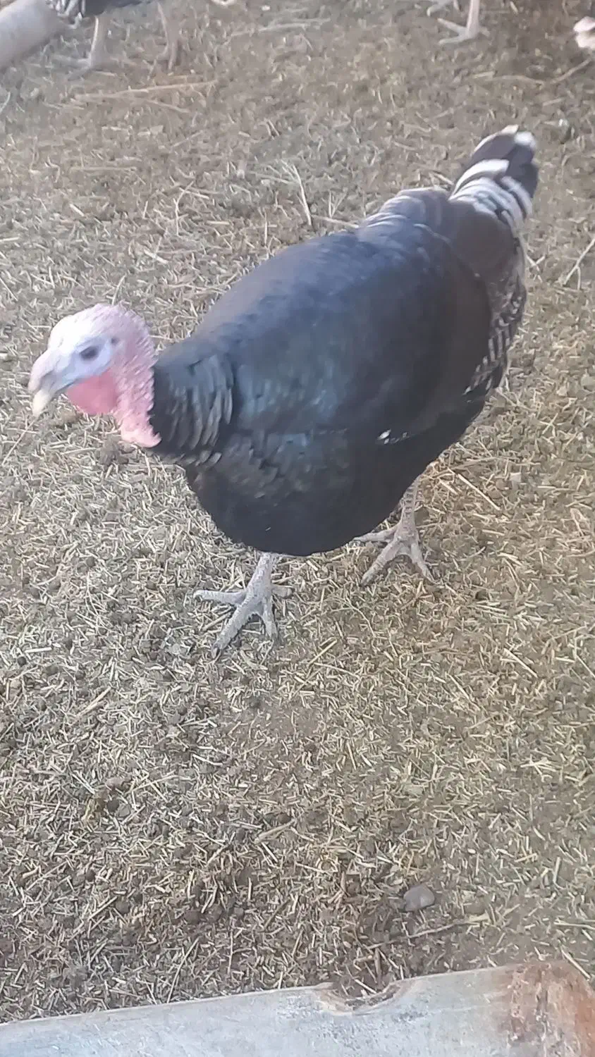 بوقلمو|حیوانات مزرعه|کرباسک, |دیوار