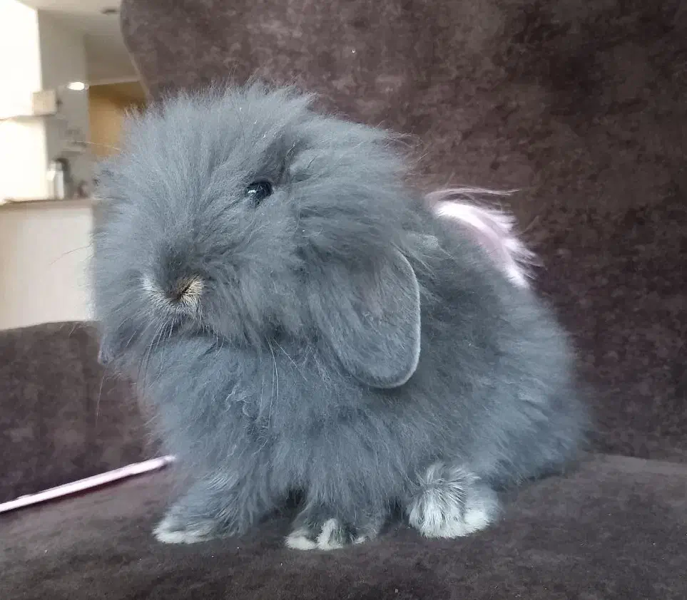 خرگوش مینی لوپ نرنژادو رنگ خاص(گلشهر کرجم)|موش و خرگوش|تهران, شهرک آزمایش|دیوار