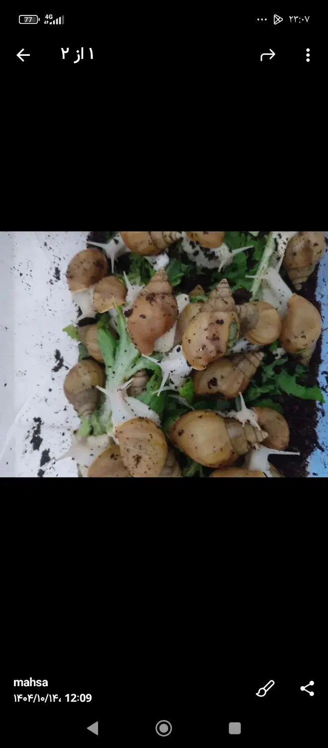 حلزون آچاتینا|خزنده|زرند, |دیوار