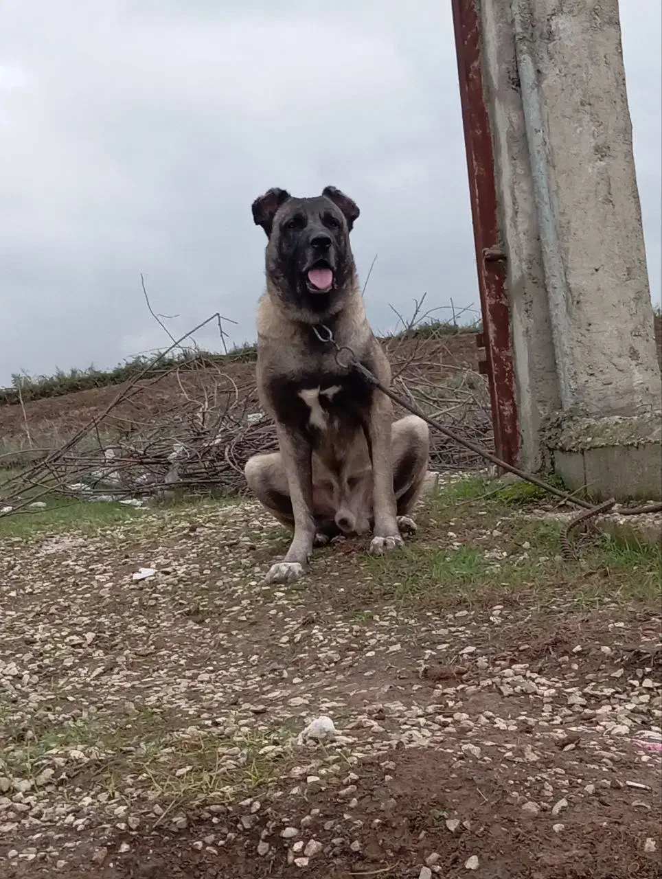 سگ سرابی|سگ|ساری, |دیوار