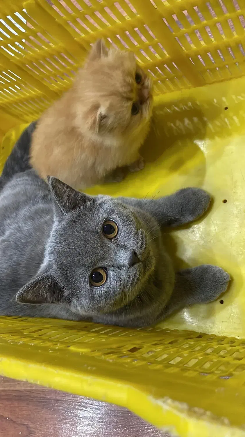 گربه اسکاتیش بلو نر|گربه|قزوین, |دیوار