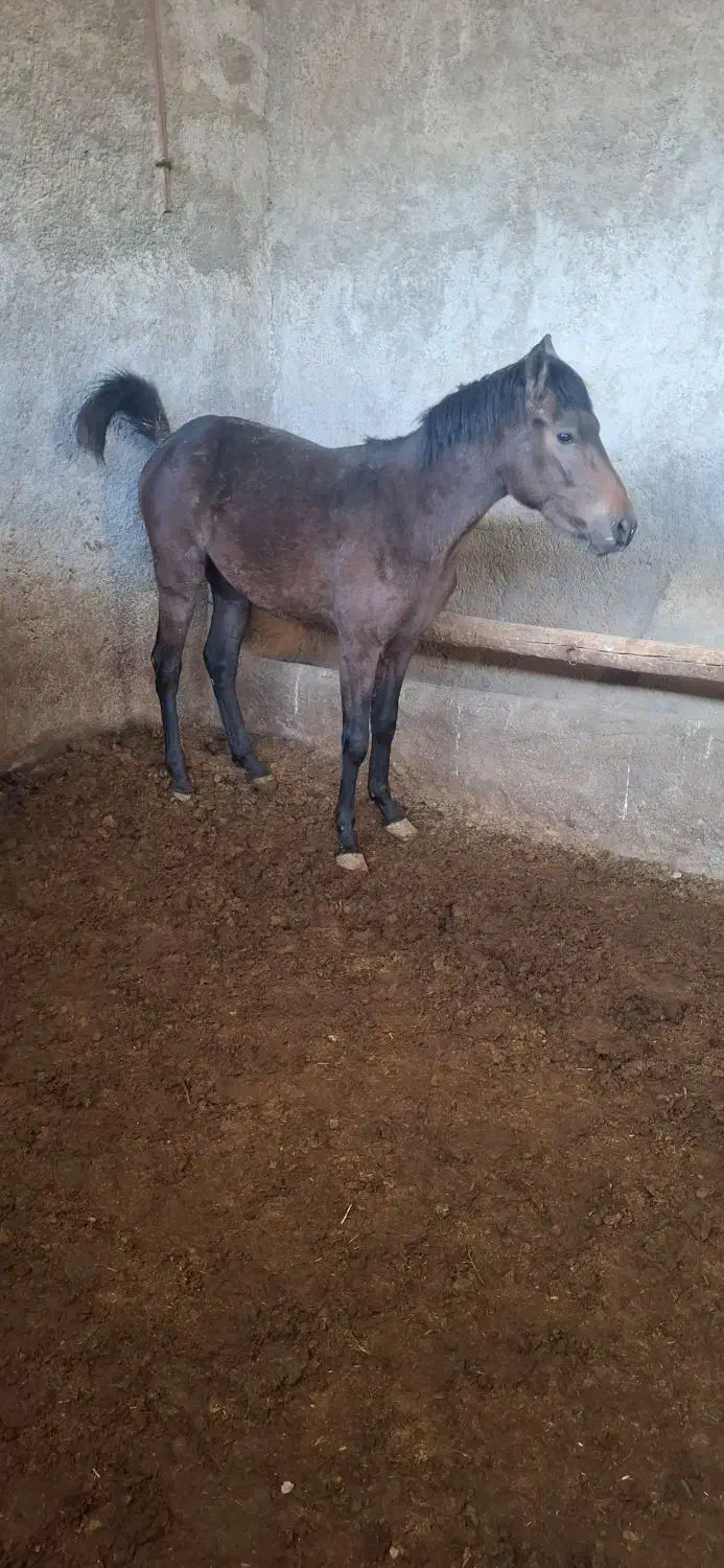 اسب مادیون ب همراه کره نر|اسب و تجهیزات اسبسواری|گلپایگان, |دیوار