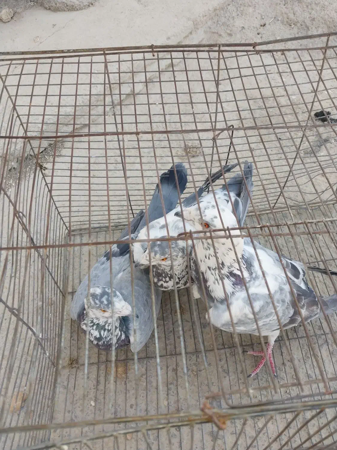 کفتر|پرنده|شیراز, کرونی(خاتونک)|دیوار
