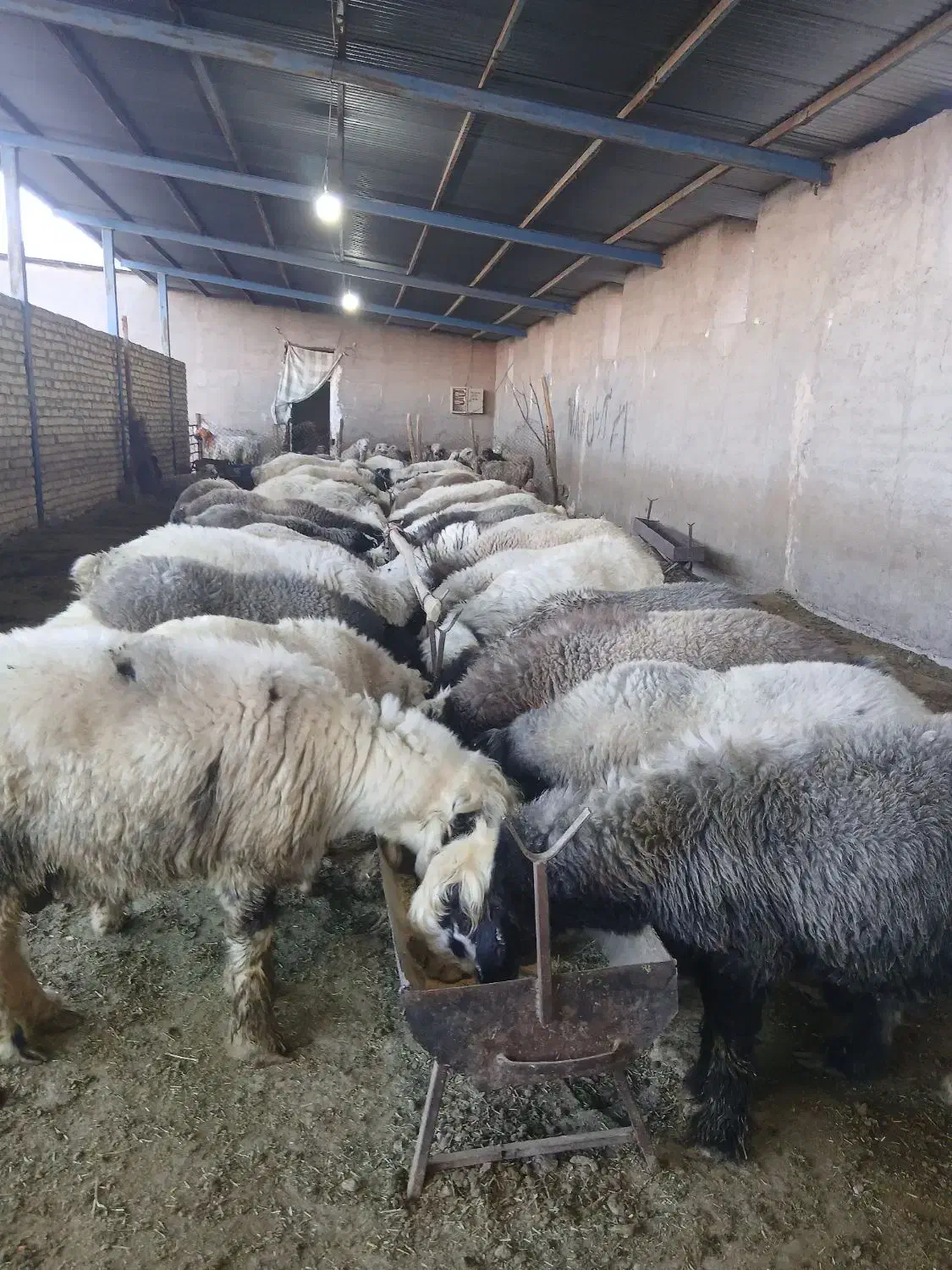 بره نر|حیوانات مزرعه|مرودشت, فرهنگ|دیوار