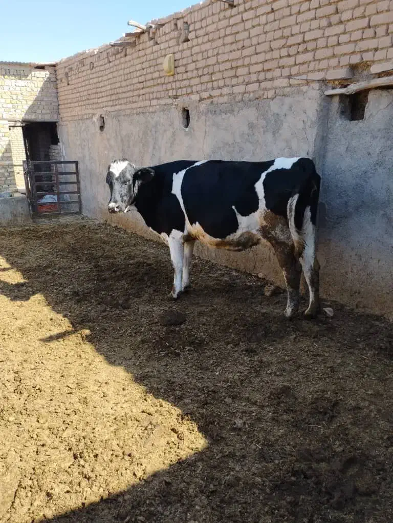 گاو هشت ماه ابستن|حیوانات مزرعه|شال, |دیوار