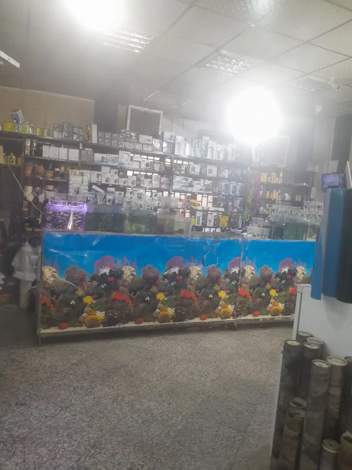 اکواریوم پلنت|ماهی|قم, نیروگاه|دیوار