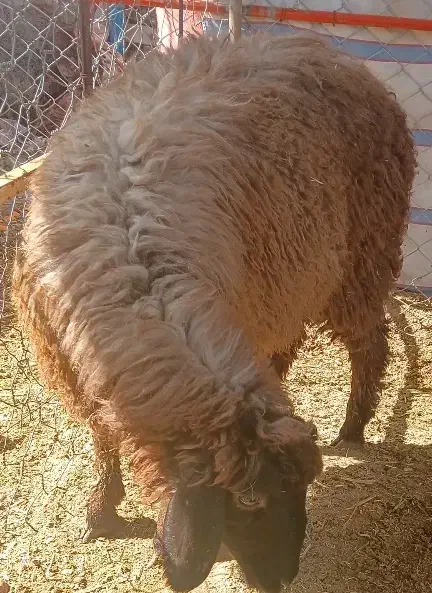 بره|حیوانات مزرعه|داراب, |دیوار