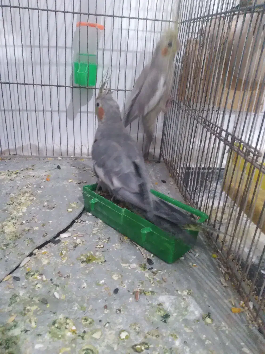 عروس هلندی|پرنده|زابل, |دیوار