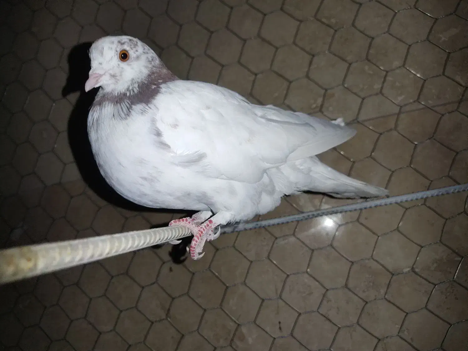 کبوتر|پرنده|ازنا, |دیوار