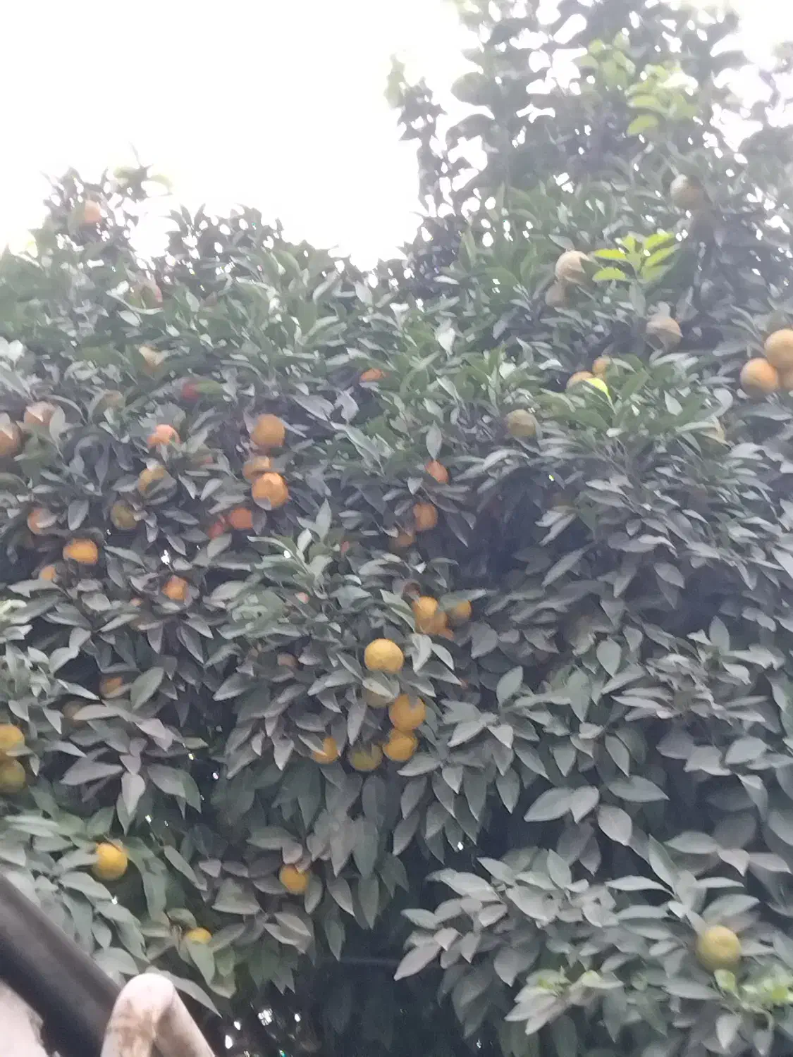 فروش نارنج پرآب|خوردنی و آشامیدنی|بابکان, |دیوار