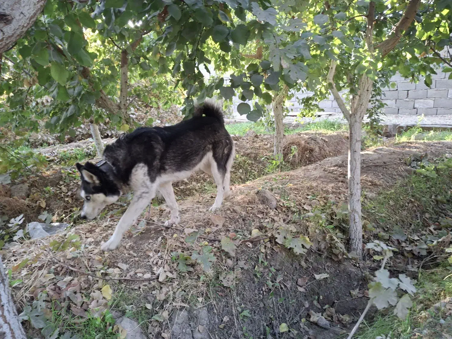 سگ هاسکی|سگ|رباطکریم, پیغمبر|دیوار