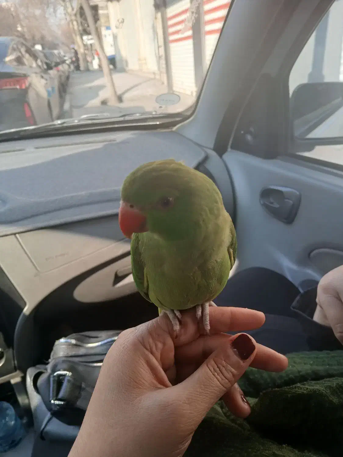 طوطی رام ودستی|پرنده|ری, شهید بهشتی|دیوار