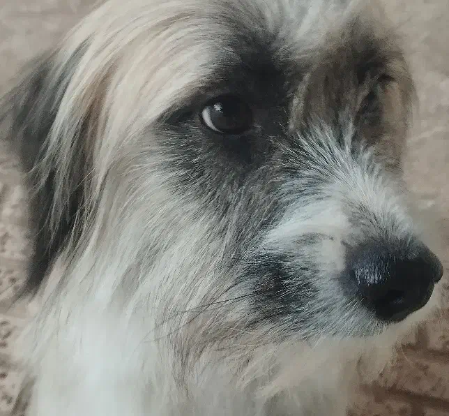 سگ رایگان|سگ|شاهرود, |دیوار