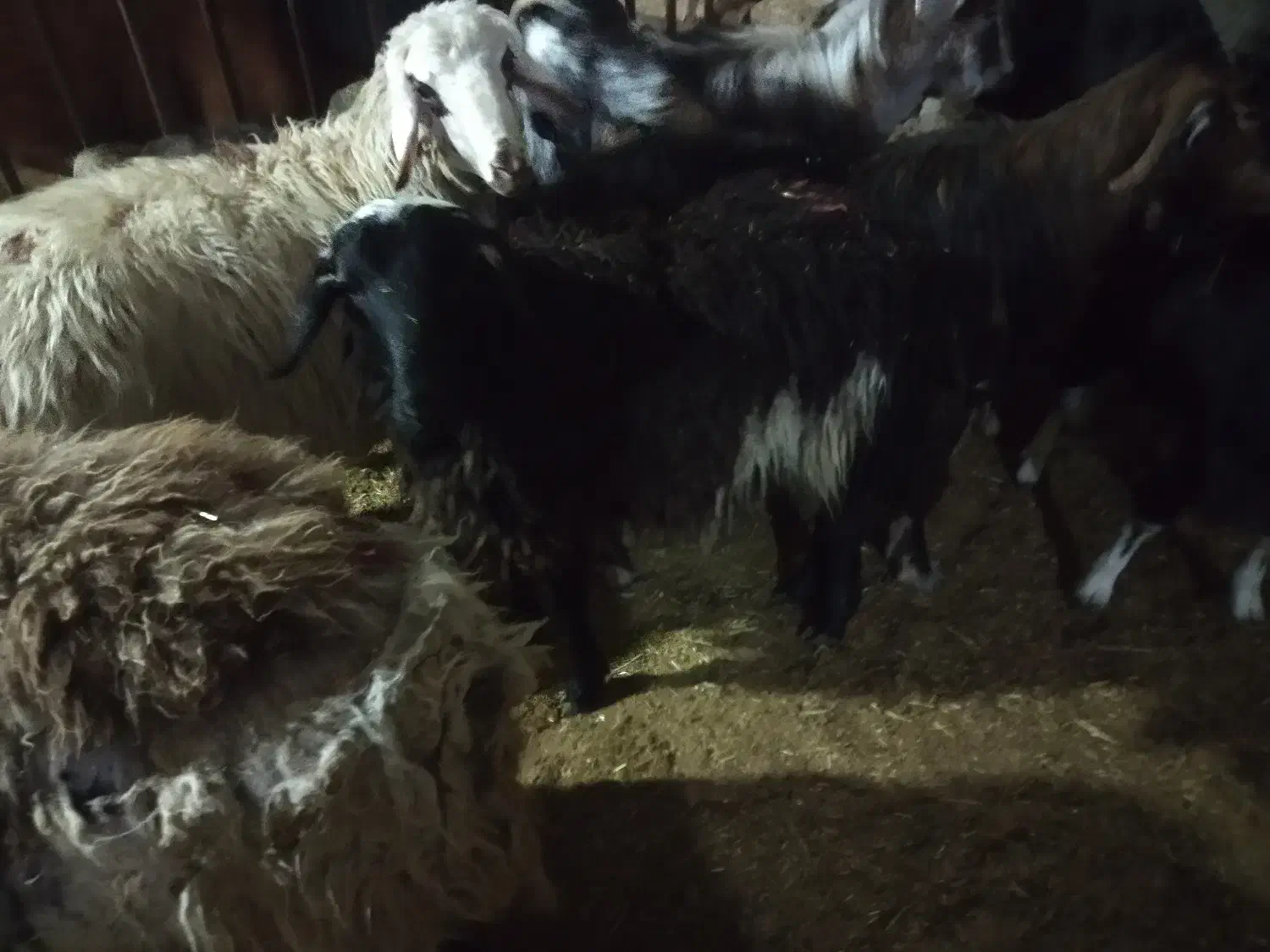 گوسفند زنده|حیوانات مزرعه|رودهن, |دیوار