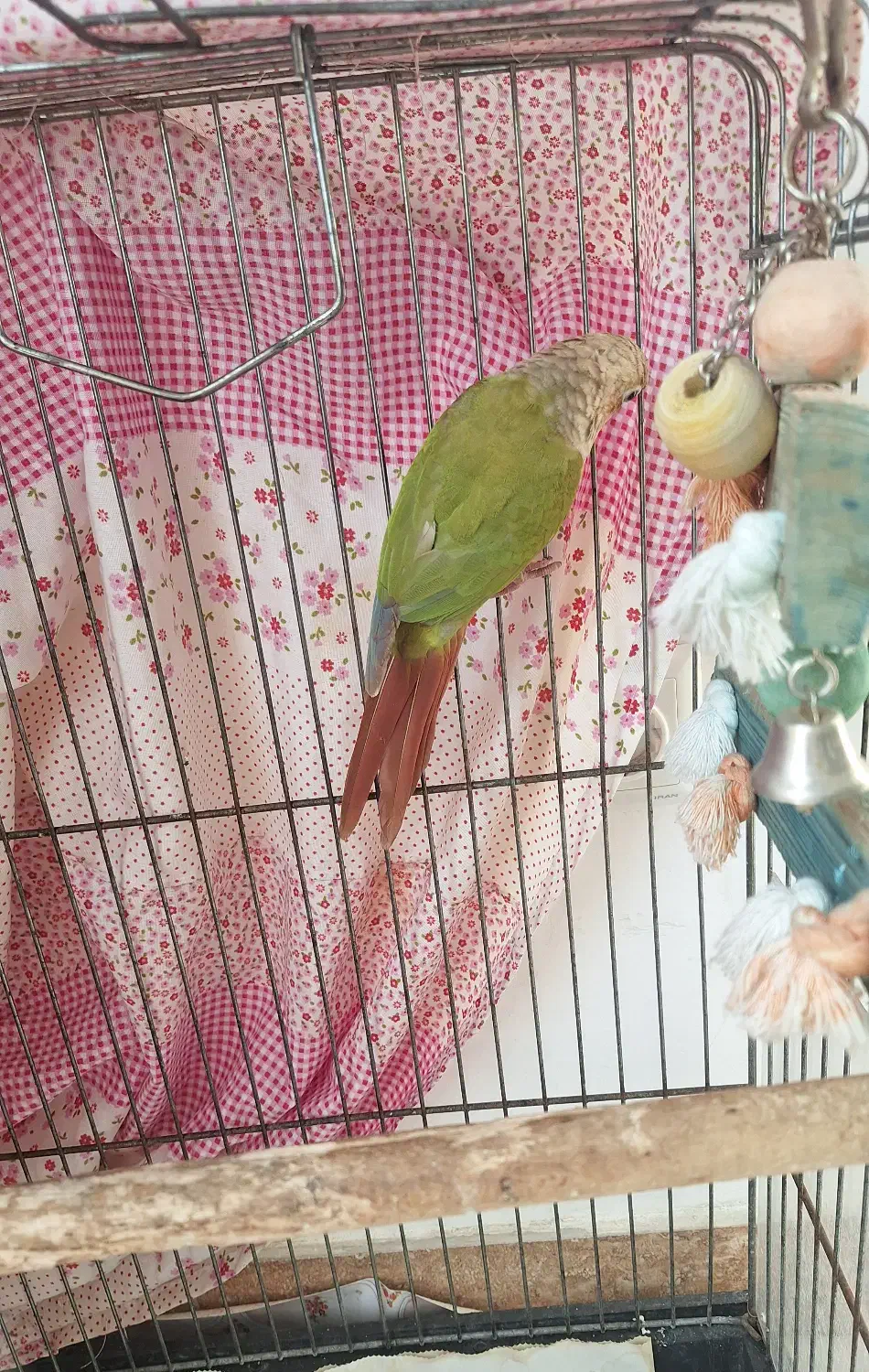 طوطی گرینچیک آناناسی|پرنده|بابل, |دیوار