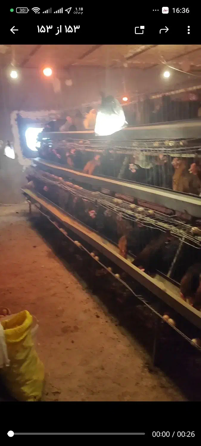 فروش مرغ و خروس محلی و گلپایگانی و لوازم مرغداری|حیوانات مزرعه|قنوات, |دیوار