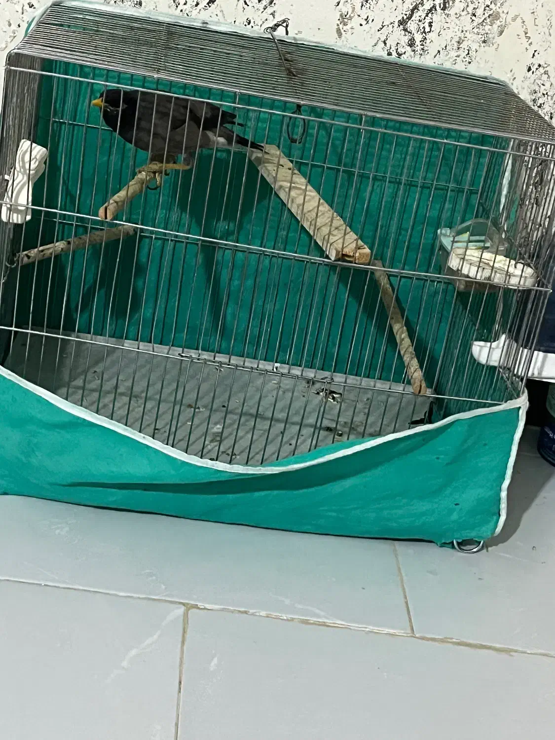 مرغ مینا|پرنده|قزوین, |دیوار