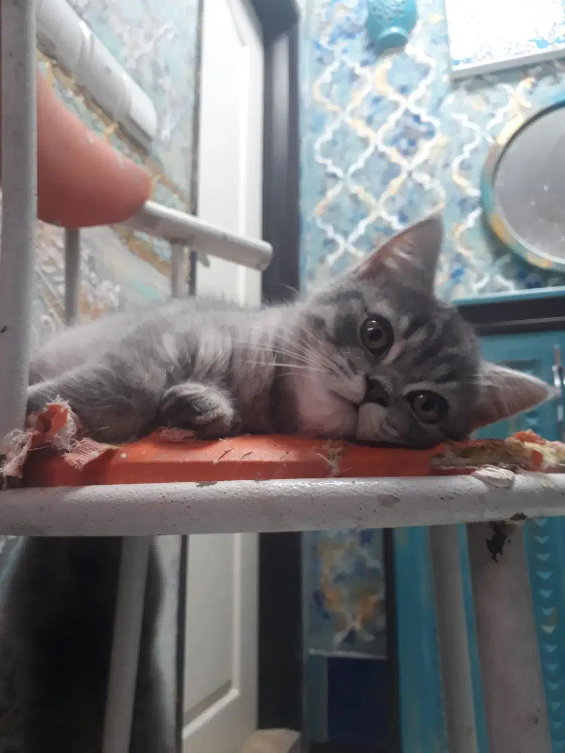 گربه بریتیش گلد و سیلور|گربه|تهران, پرستار|دیوار