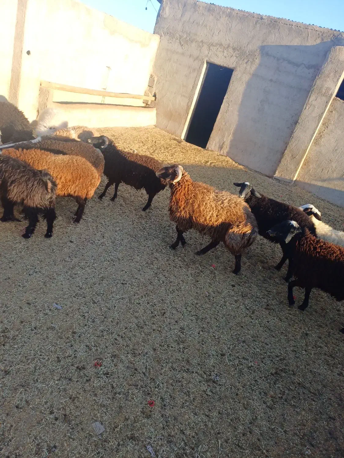 فروش بره چاق|حیوانات مزرعه|زاویه, |دیوار