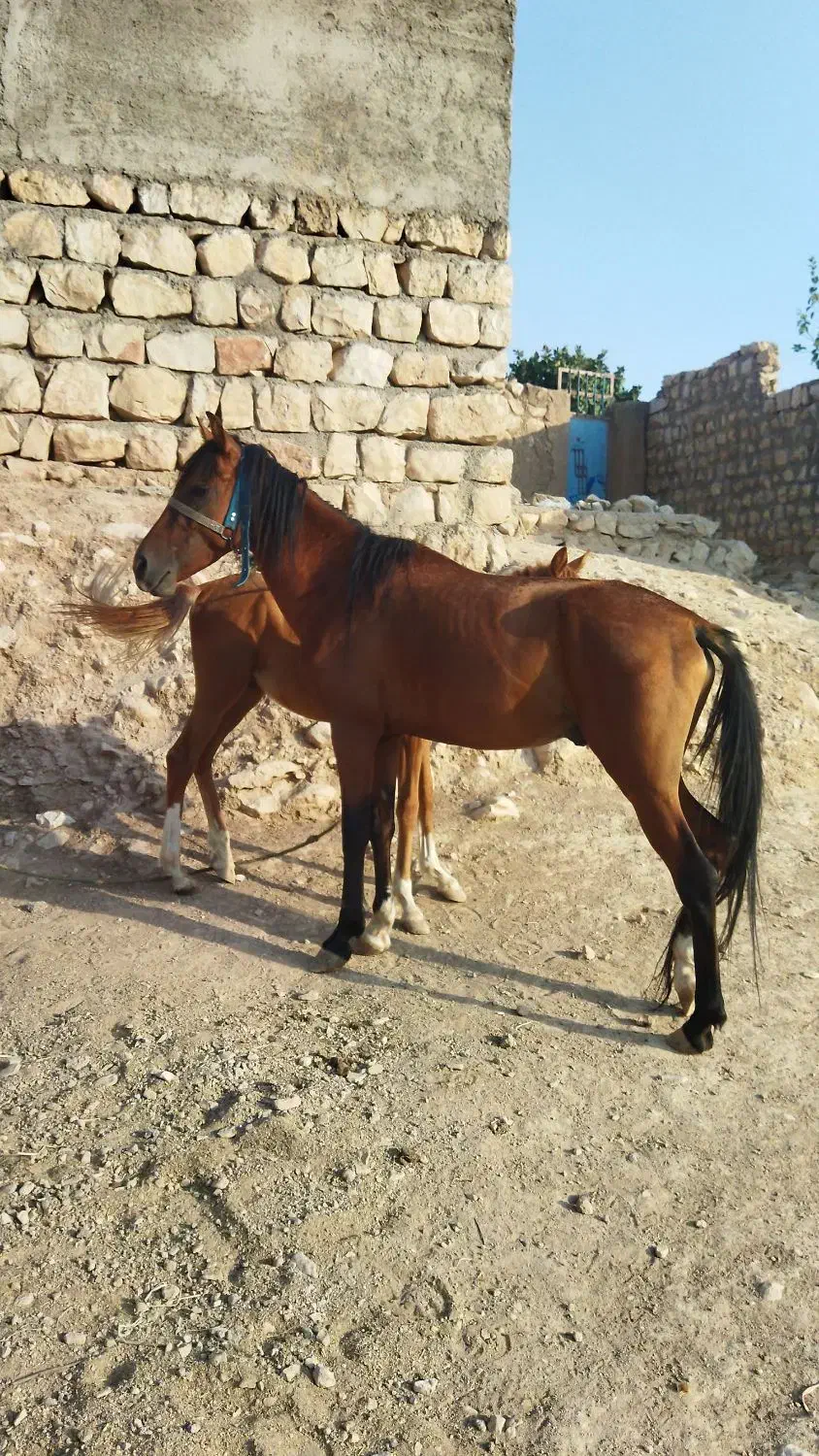 اسب عرب|اسب و تجهیزات اسبسواری|کوهدشت, |دیوار