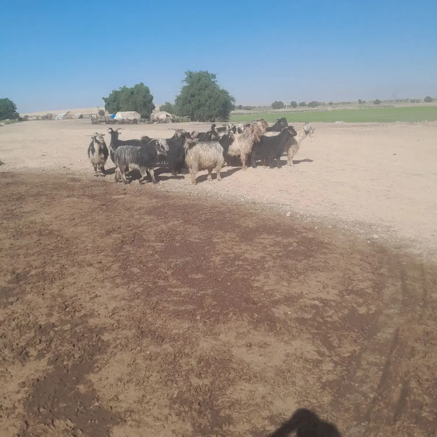 بز داشت ۹جفت|حیوانات مزرعه|اندیمشک, |دیوار