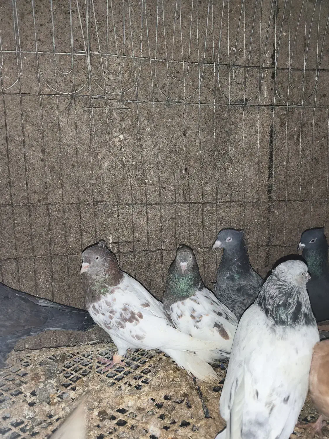 کبوتر کفتر|پرنده|مشهد, فاطمیه|دیوار