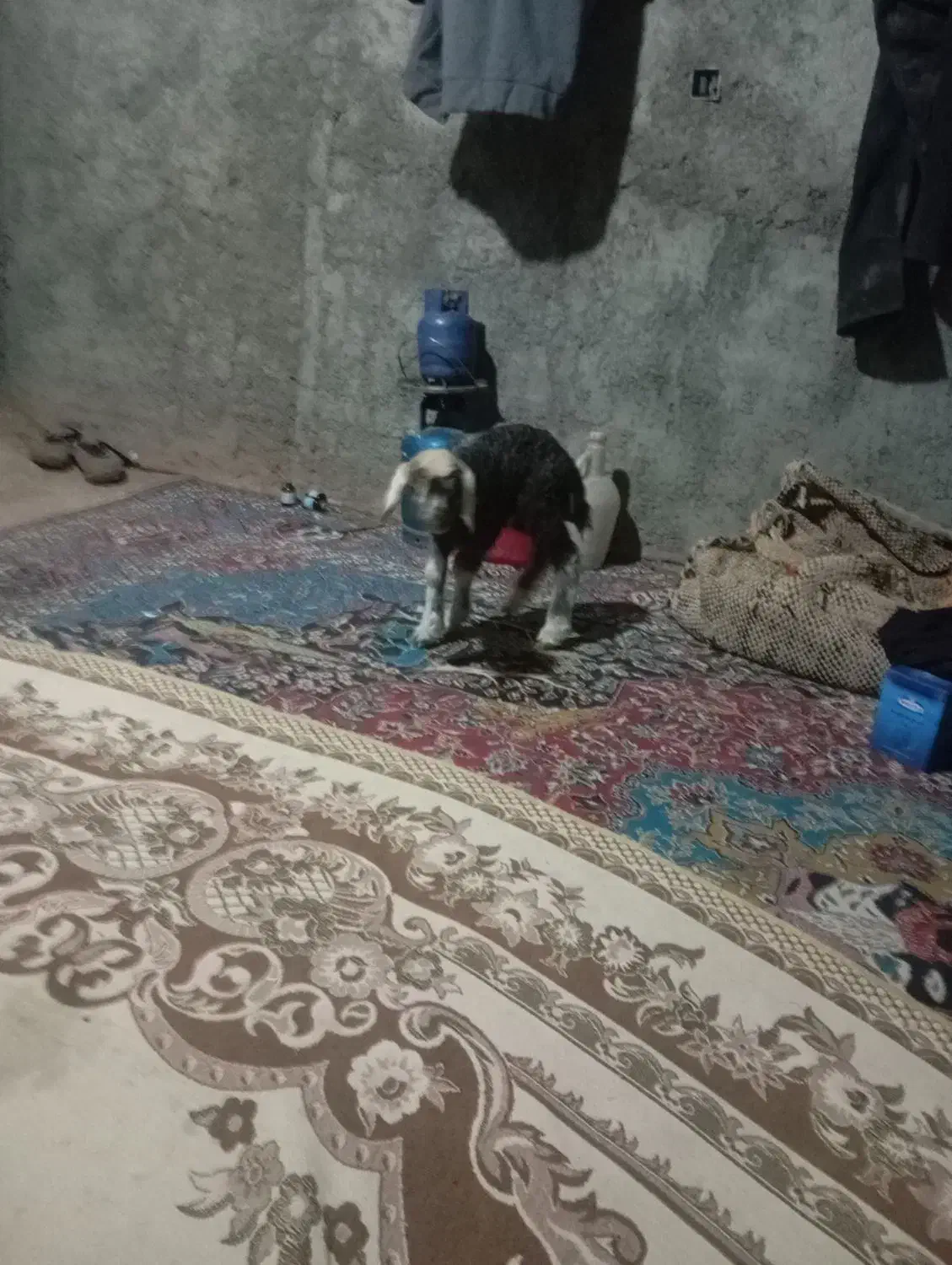 بره شیری|حیوانات مزرعه|فریدونشهر, |دیوار