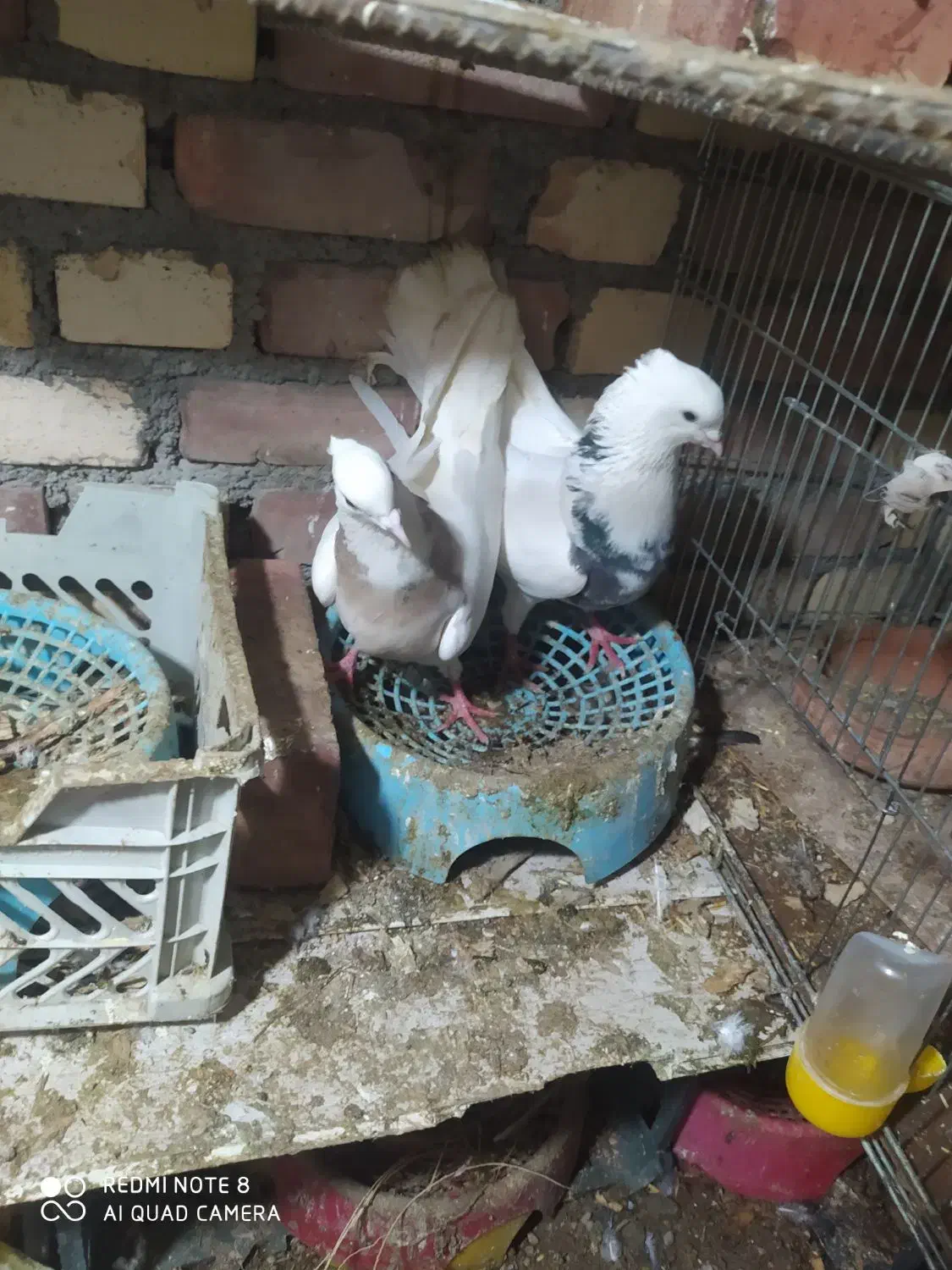 5 عددی کبوتر طوقی|پرنده|میاندوآب, |دیوار