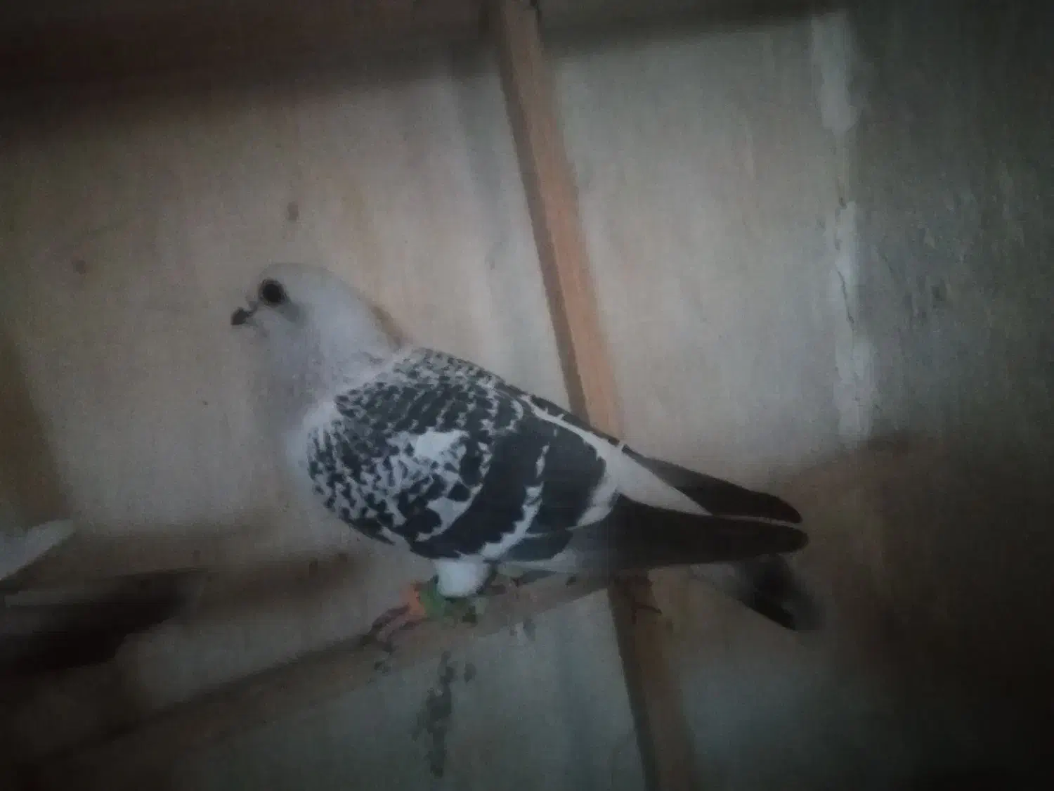 کبوتر شامی ماده|پرنده|قوچان, |دیوار