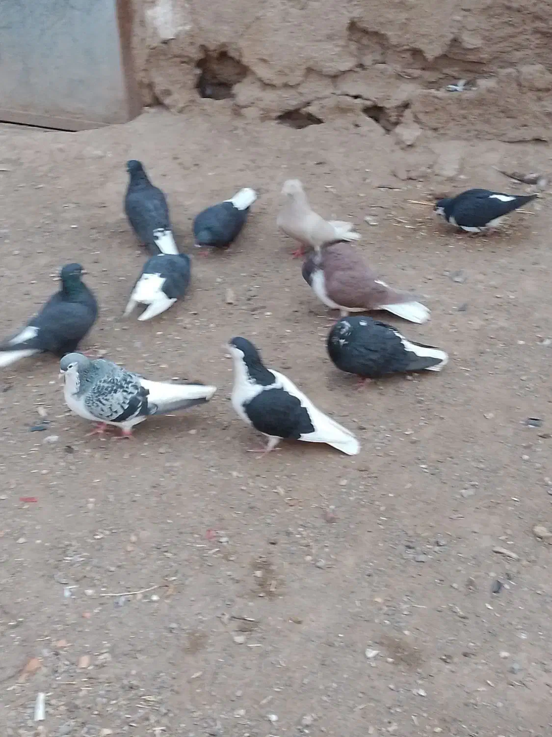 تکی نیدم|پرنده|سبزوار, قصبه شرقی|دیوار