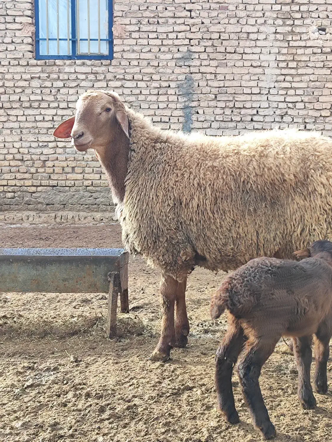 بره قوچ هترو|حیوانات مزرعه|اسفراین, |دیوار