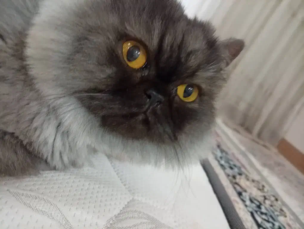 گربه|گربه|قم, در بهشت|دیوار