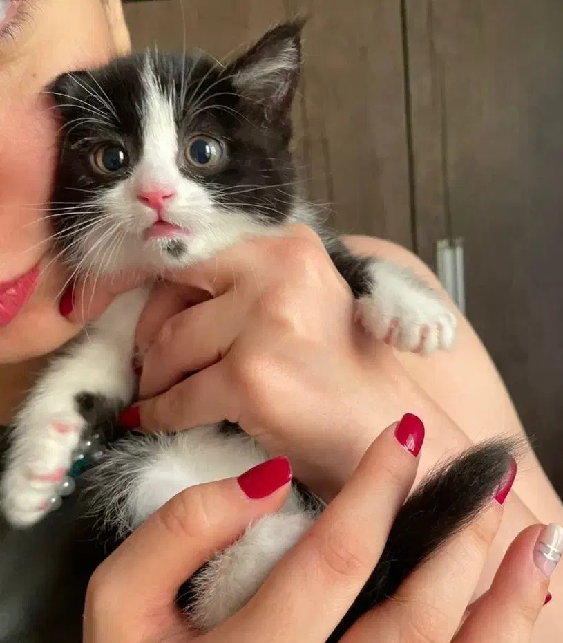 واگذاری رایگان گربه تاکسیدو نر ۳ ماهه|گربه|اندیشه, اندیشه فاز ۴|دیوار