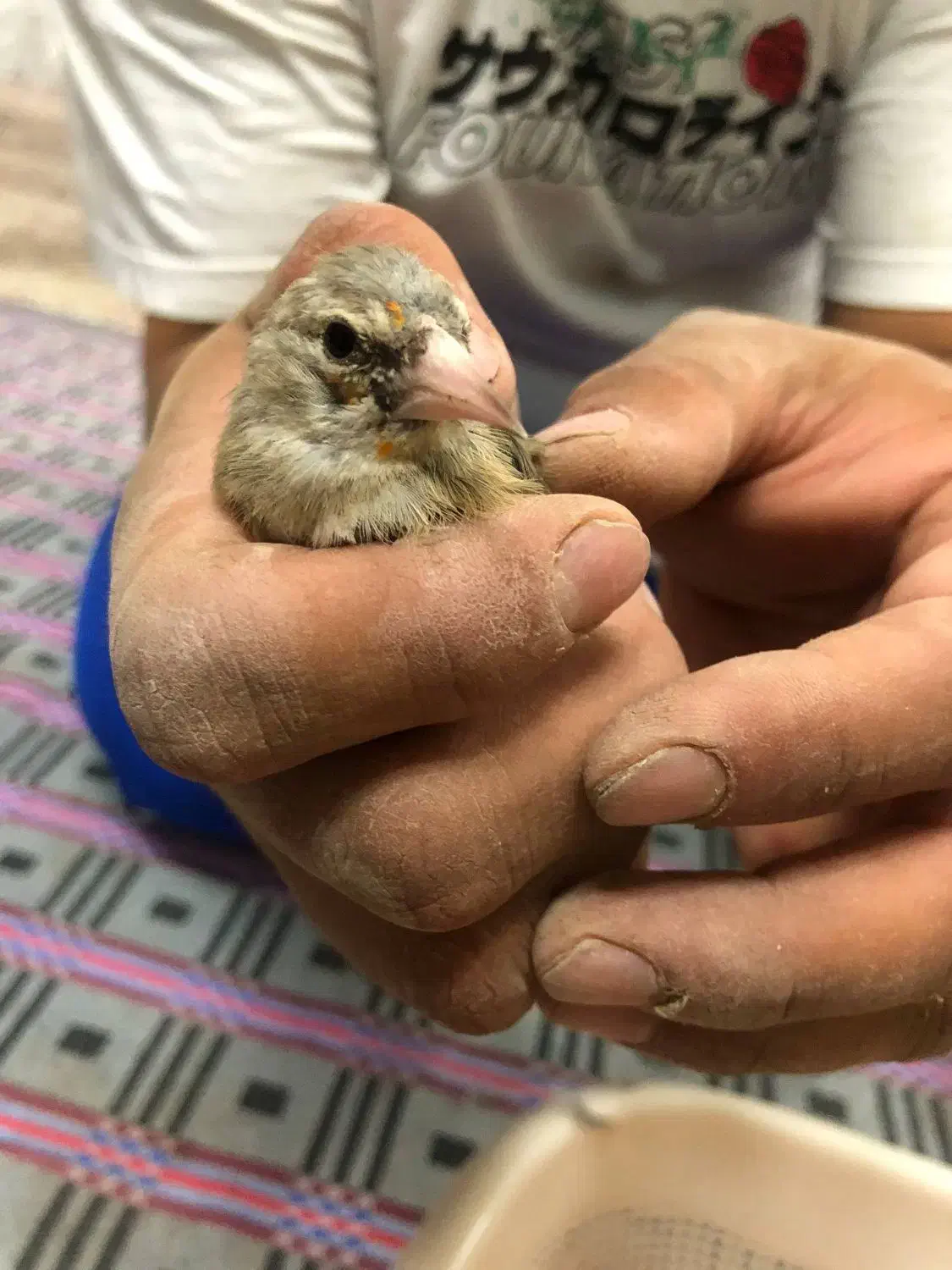 سهره|پرنده|ملکآباد, |دیوار