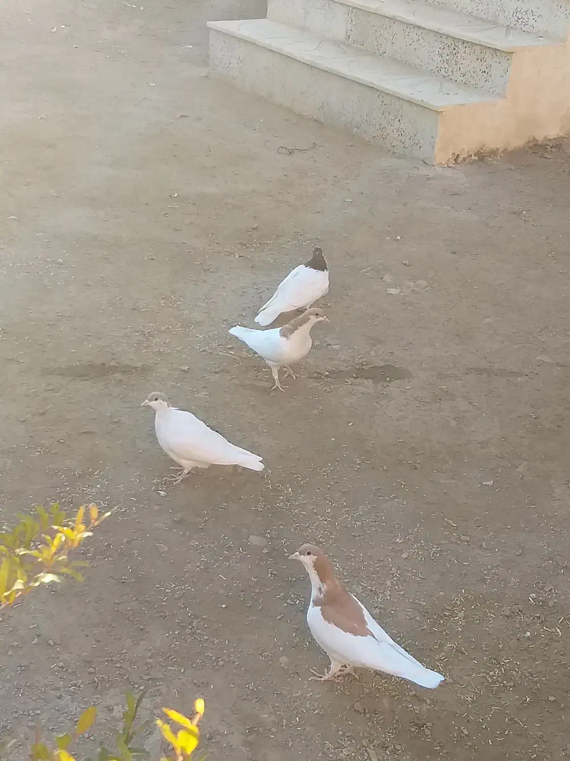 ۴عدد کبوتر رنگی فروشی|پرنده|تاکستان, |دیوار