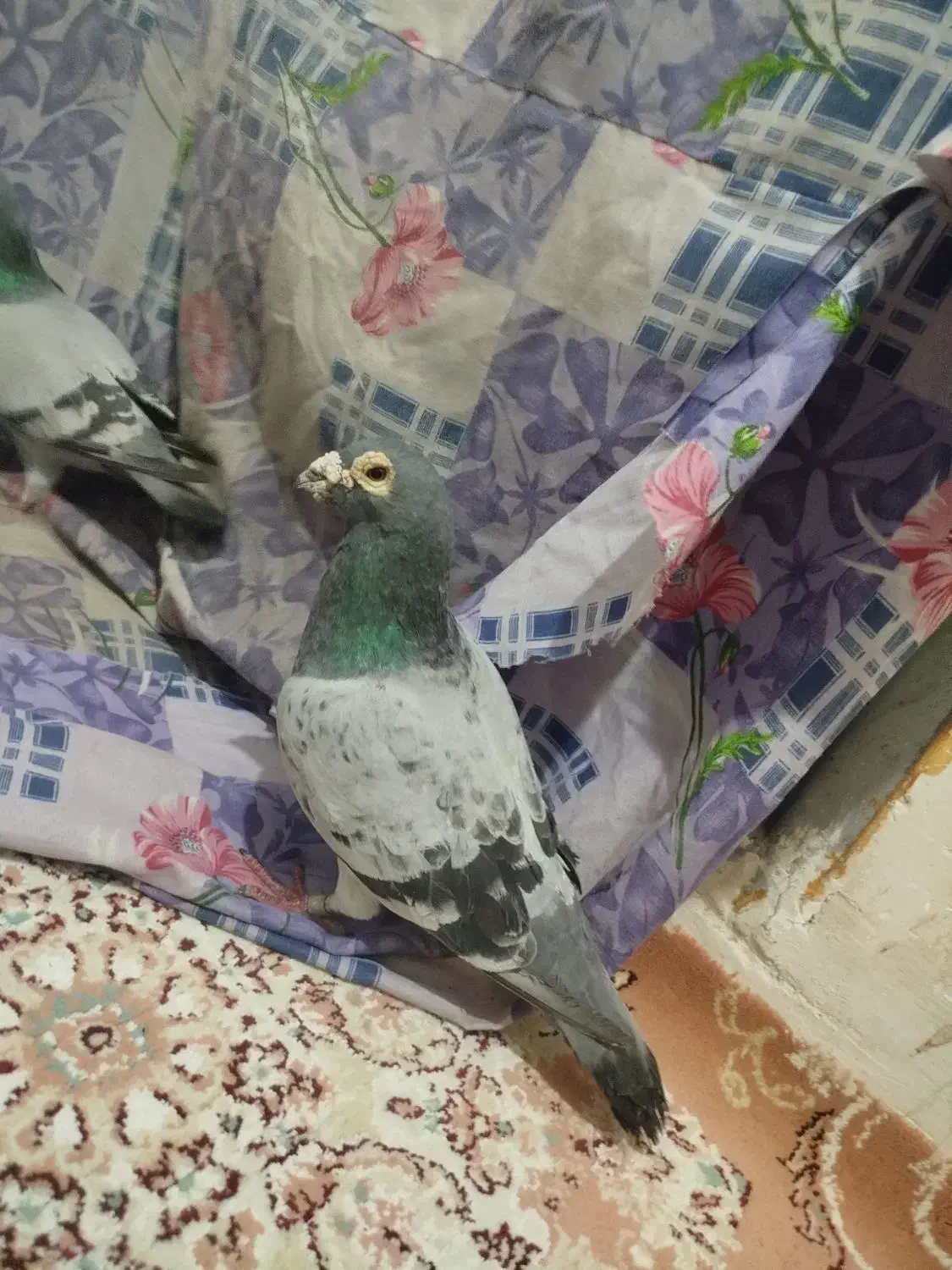 کفتر|پرنده|اردبیل, |دیوار