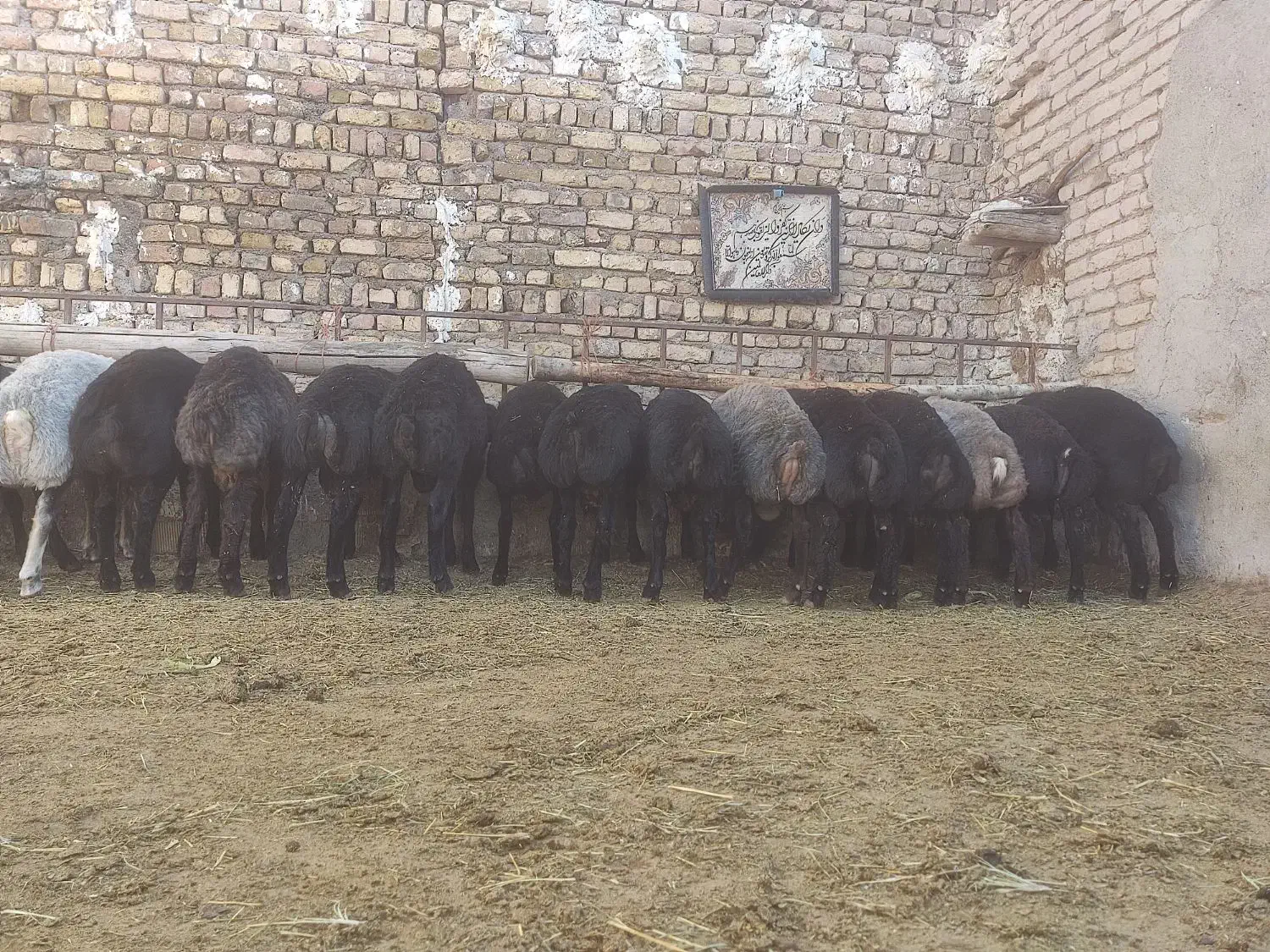 بر نر چاق و پای پروار|حیوانات مزرعه|تاکستان, |دیوار