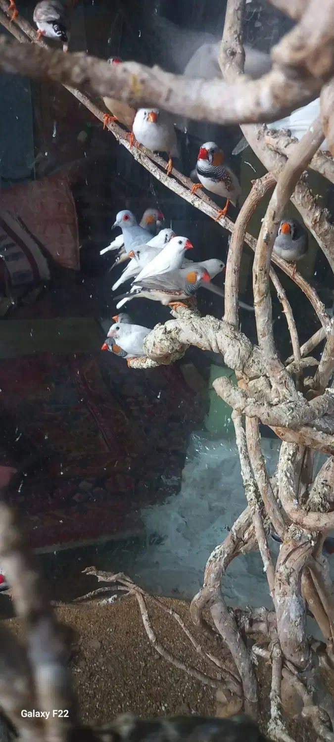 فنچ|پرنده|تربت جام, میرقوام الدین|دیوار