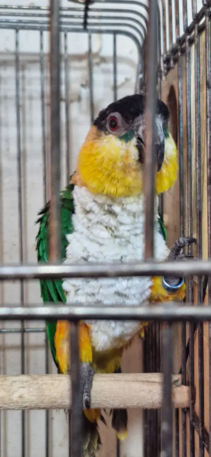 طوطی کایک نر پنج ساله|پرنده|تهران, جیحون|دیوار