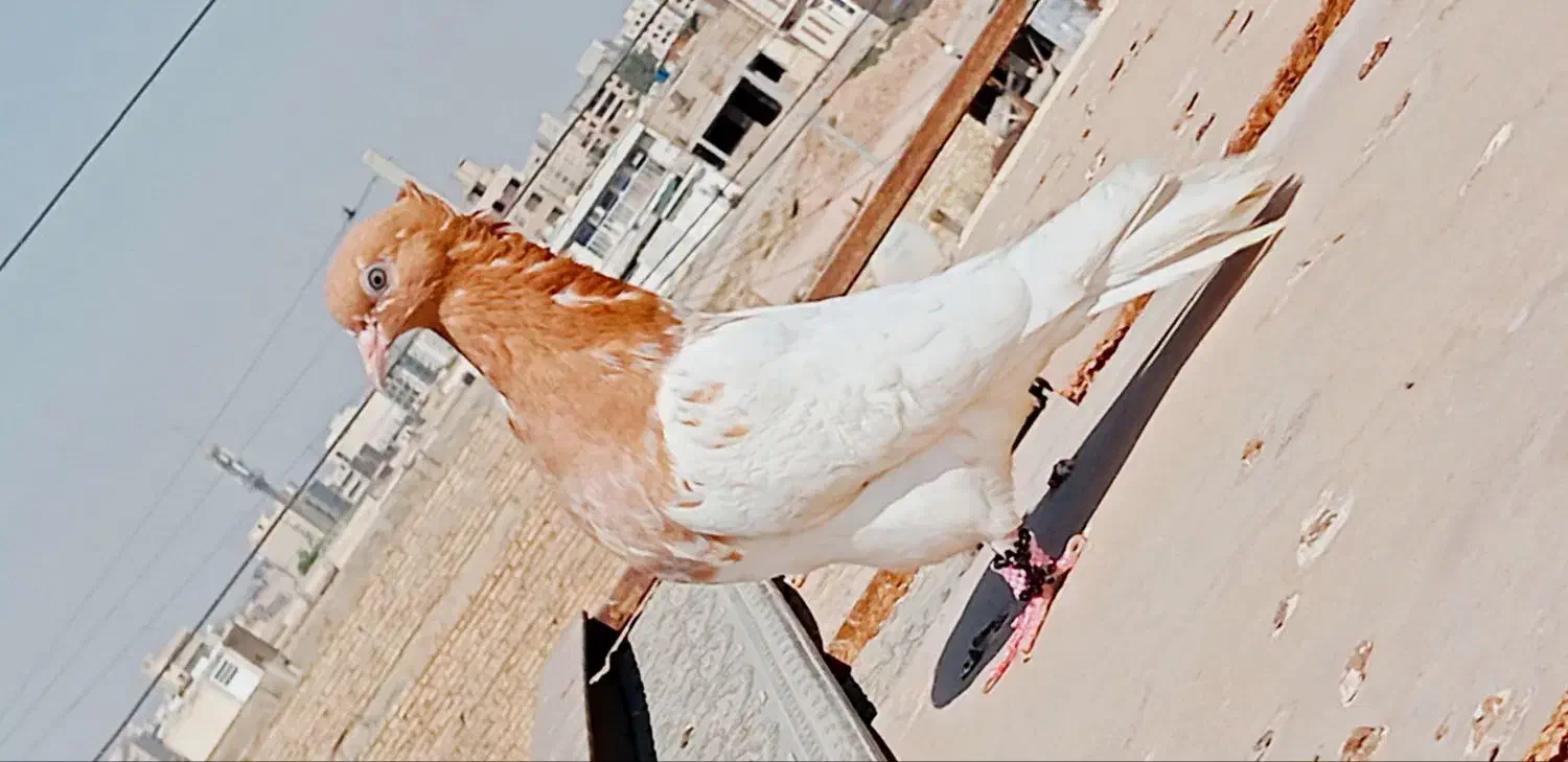 ماده کله زدن جوان پرتقالی  پاک|پرنده|اهواز, شهرک برق|دیوار