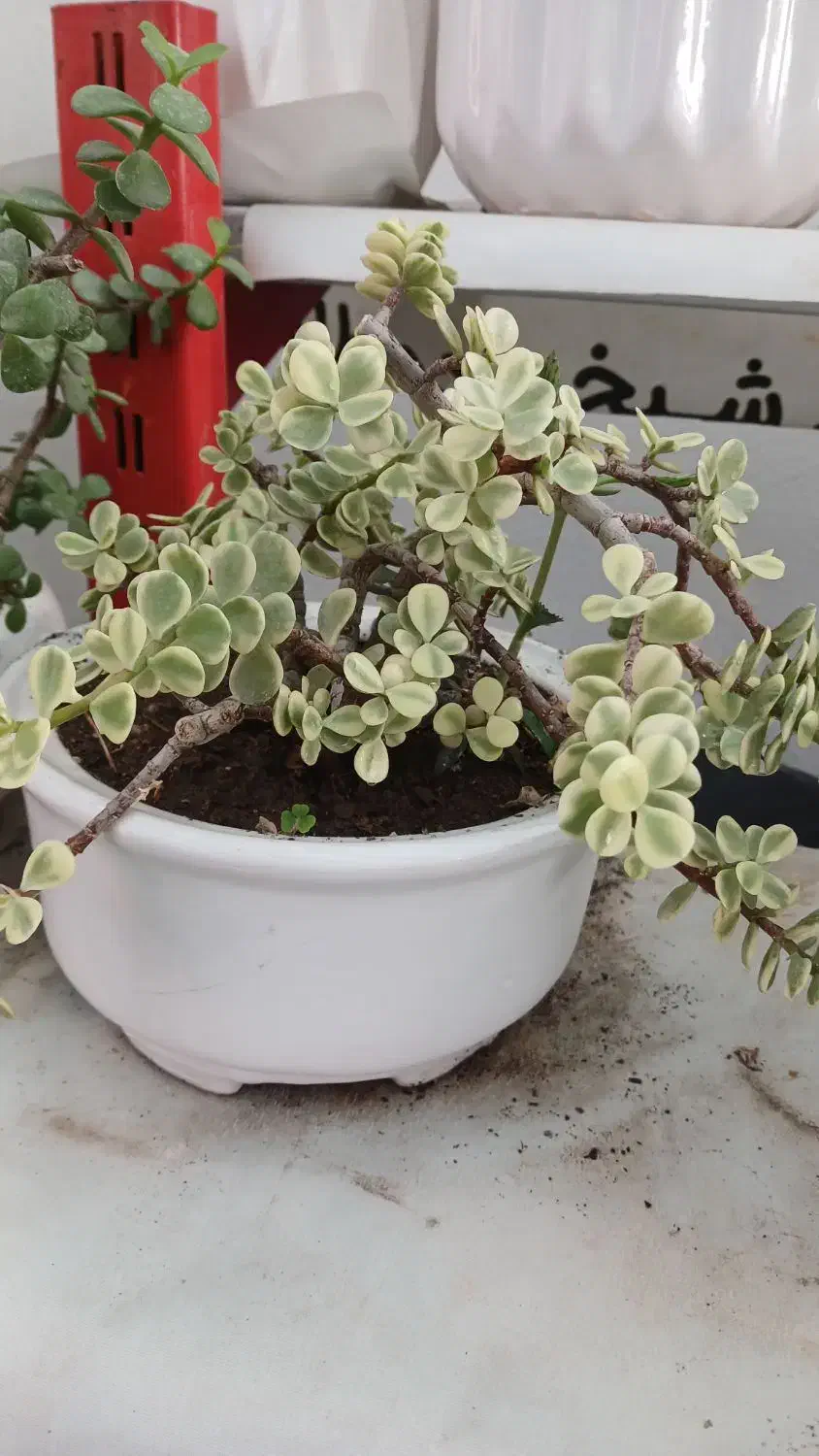 گلهای آپارتمانی جزئی وعمده|گل و گیاه طبیعی|مشهد, بهارستان|دیوار